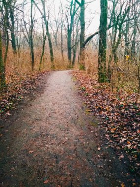 Sonbaharın sonlarında, yağmurdan sonra parkın içinde yol açtık. 