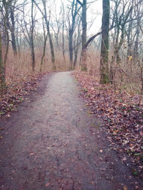 Sonbaharın sonlarında, yağmurdan sonra parkın içinde yol açtık. 