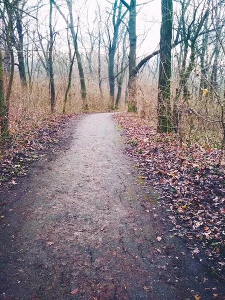 Sendero Agrietado Través Del Parque Después Lluvia Finales Otoño —  Fotos de Stock