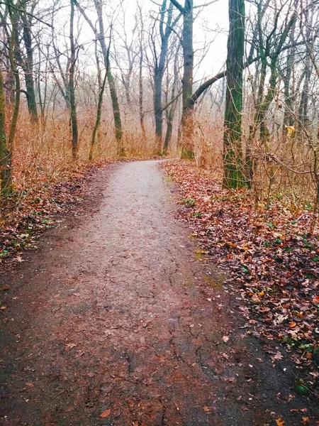 Gebarsten Pad Door Het Park Regen Late Herfst — Stockfoto