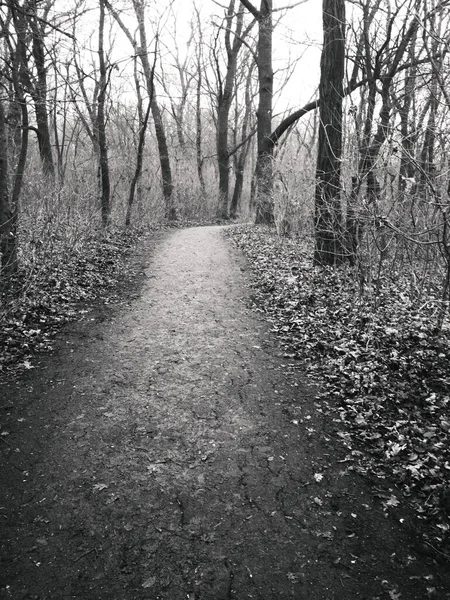 Pęknięta Ścieżka Przez Park Deszczu Późną Jesienią — Zdjęcie stockowe