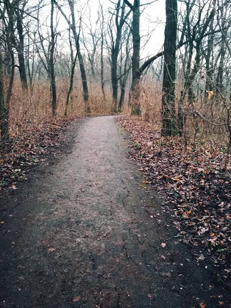 Sendero Agrietado Través Del Parque Después Lluvia Finales Otoño —  Fotos de Stock