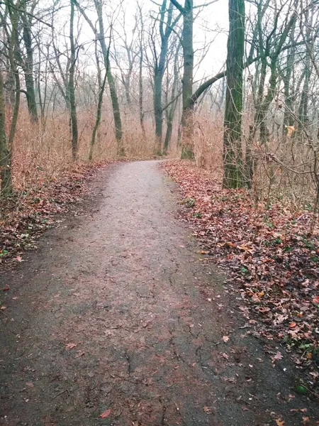 Pęknięta Ścieżka Przez Park Deszczu Późną Jesienią — Zdjęcie stockowe