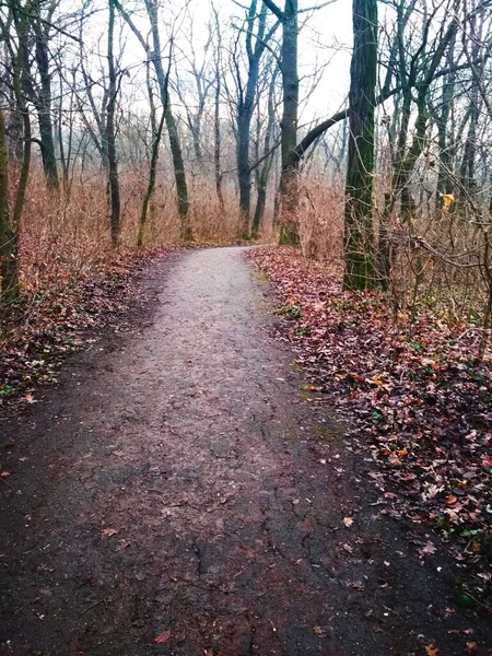 Sentiero Incrinato Attraverso Parco Dopo Pioggia Fine Autunno — Foto Stock