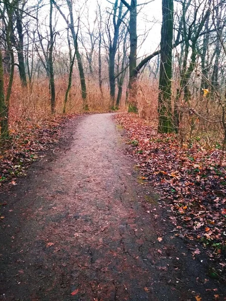 Sentier Fissuré Travers Parc Après Pluie Fin Automne — Photo