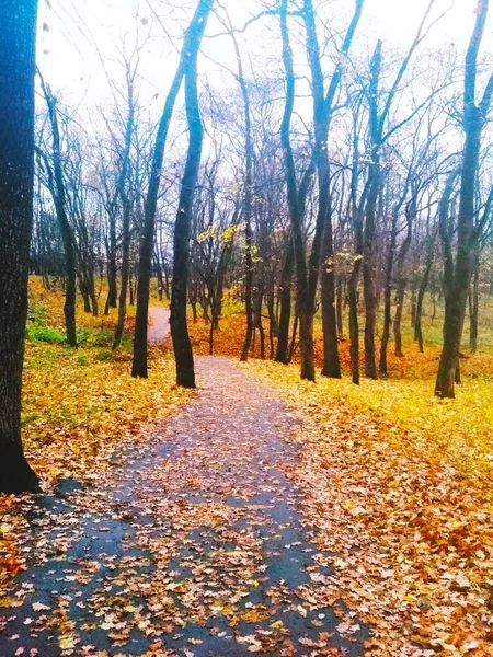 Route Couverte Feuilles Jaunies Travers Parc Automne — Photo