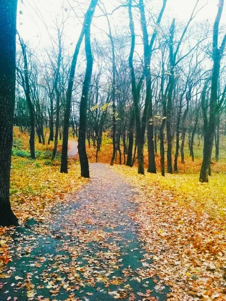 Дорога Покрита Пожовклими Листям Через Осінній Парк — стокове фото