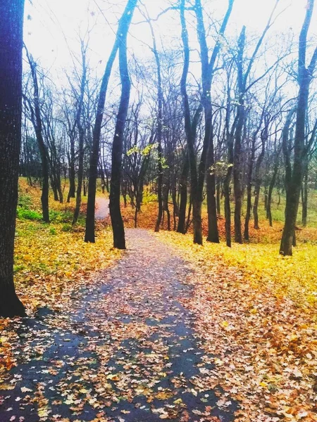 Droga Pokryta Żółtymi Liśćmi Przez Jesienny Park — Zdjęcie stockowe