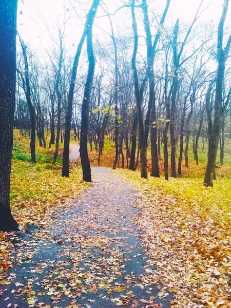 紅葉に覆われた道路が秋の公園を通って — ストック写真