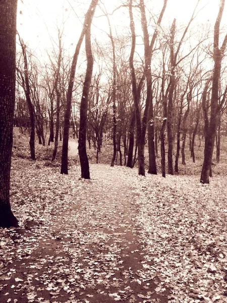 Droga Pokryta Żółtymi Liśćmi Przez Jesienny Park — Zdjęcie stockowe