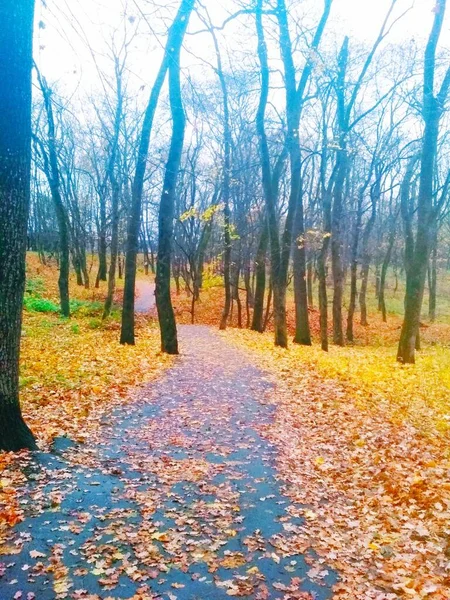 Дорога Покрита Пожовклими Листям Через Осінній Парк — стокове фото