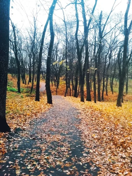 Camino Cubierto Hojas Amarillentas Través Parque Otoño — Foto de Stock