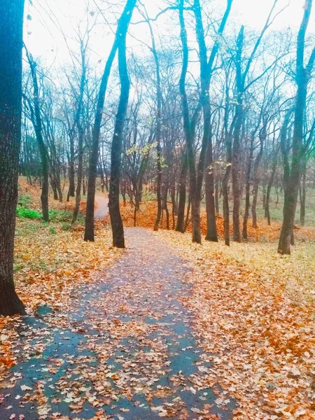 Straße Mit Vergilbten Blättern Durch Einen Herbstlichen Park — Stockfoto
