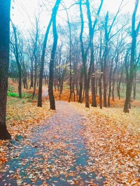 Sonbahar parkında sararmış yapraklarla kaplı bir yol. 