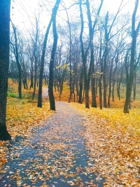 Weg Bedekt Met Vergeelde Bladeren Door Een Herfstpark — Stockfoto