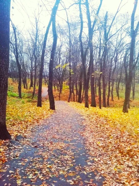 Дорога Покрыта Пожелтевшими Листьями Через Осенний Парк — стоковое фото
