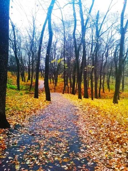 Camino Cubierto Hojas Amarillentas Través Parque Otoño — Foto de Stock