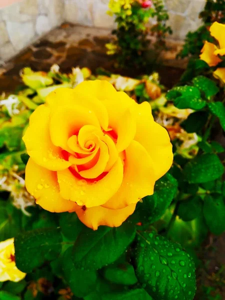 Rosa Amarilla Tierna Después Lluvia Belleza Náutica — Foto de Stock