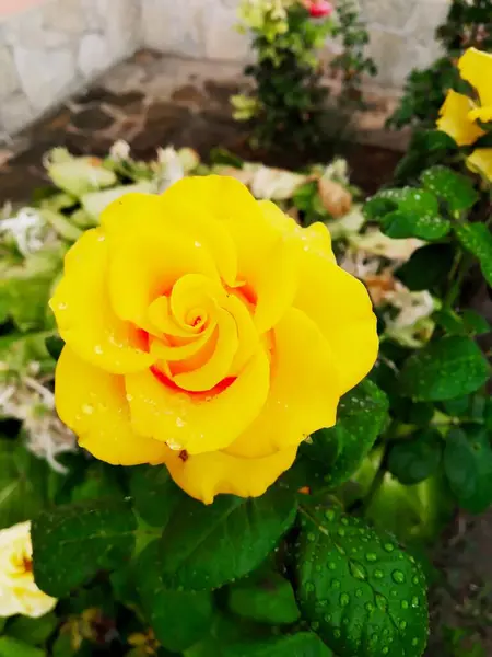 Czuła Żółta Róża Deszczu Nautral Piękna — Zdjęcie stockowe