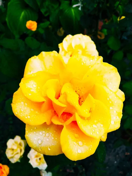 淡黄的玫瑰被雨滴覆盖着 — 图库照片