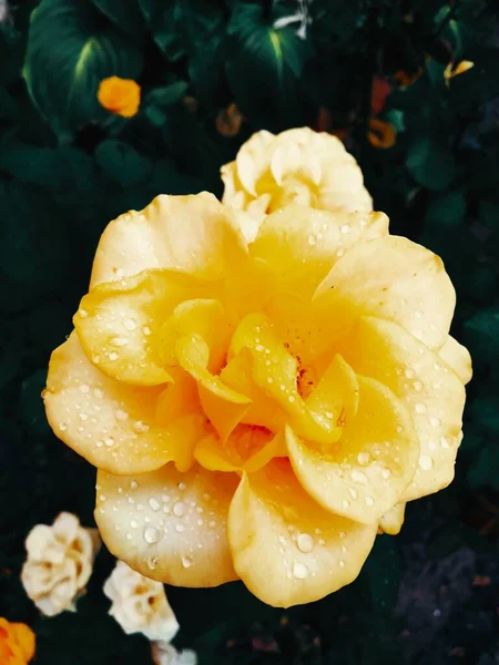 Ніжна Жовта Троянда Після Дощу Вкритого Краплями — стокове фото