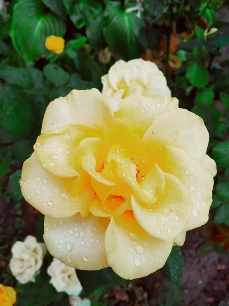 Ελαφρύ Κίτρινο Τριαντάφυλλο Μετά Βροχή Καλυμμένο Σταγόνες — Φωτογραφία Αρχείου