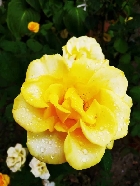 淡黄的玫瑰被雨滴覆盖着 — 图库照片
