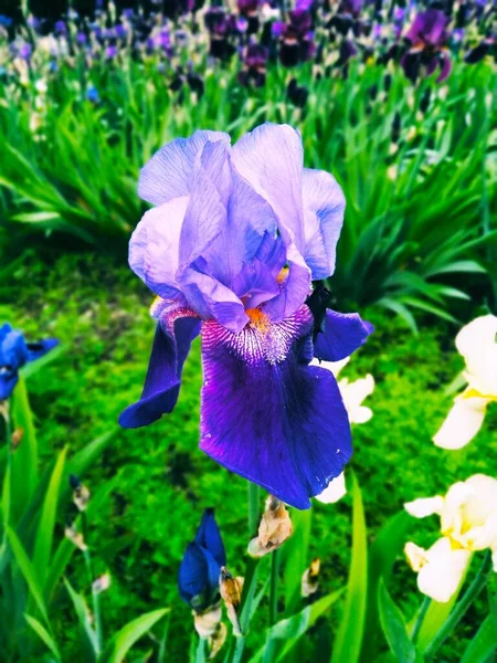 Iris Violeta Flor Perfección Natural — Foto de Stock
