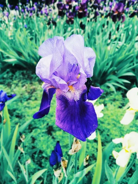 Iris Viola Fiore Perfezione Naturale — Foto Stock