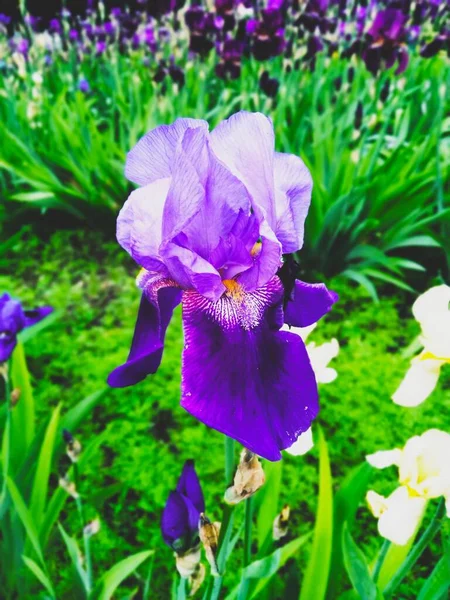 Çiçek açan mor iris, doğal mükemmellik. 