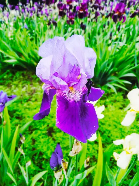 Veilchen Blüte Natürliche Perfektion — Stockfoto