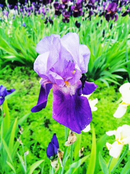 Iris Viola Fiore Perfezione Naturale — Foto Stock