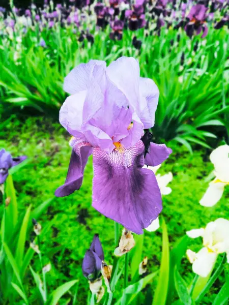 Iris Violeta Flor Perfección Natural — Foto de Stock