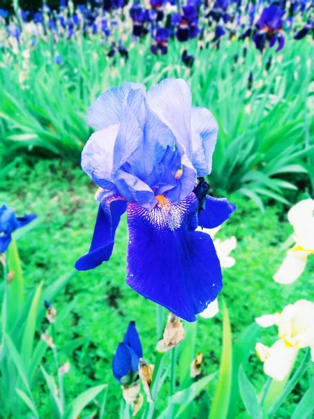 Iris Violeta Flor Perfección Natural —  Fotos de Stock