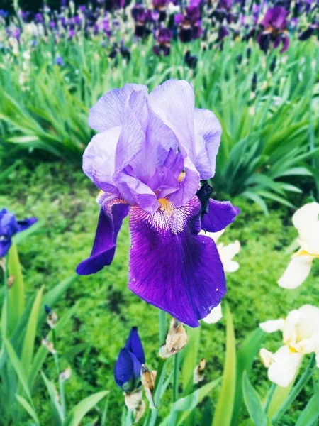 Violett Iris Blom Naturlig Perfektion — Stockfoto