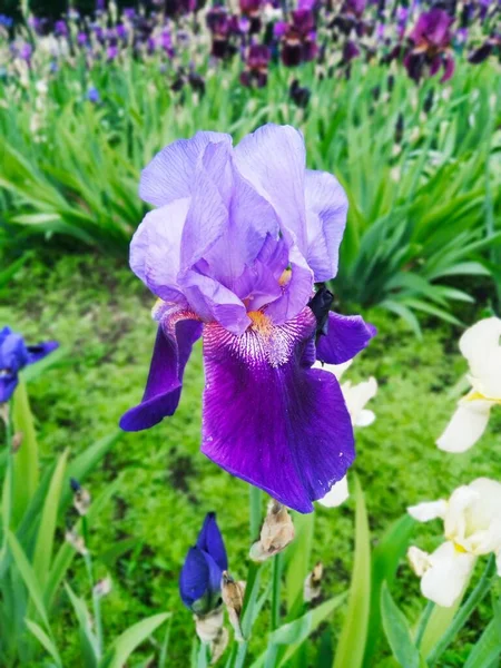 Iris Violeta Flor Perfección Natural — Foto de Stock