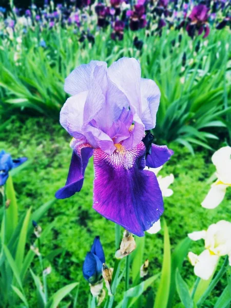 Iris Violeta Flor Perfección Natural —  Fotos de Stock