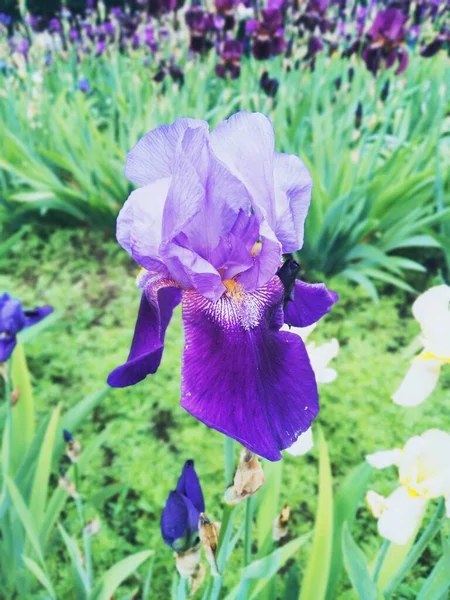 紫罗兰花盛开 自然完美 — 图库照片