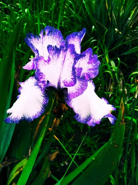 Íris Branca Violeta Macia Fundo Natural — Fotografia de Stock