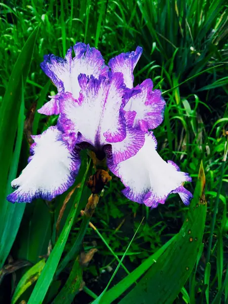 Zarte Weiße Und Violette Iris Natürlicher Hintergrund — Stockfoto