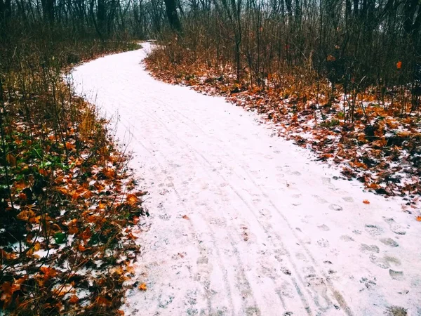 Camino Nevado Través Del Parque Finales Otoño —  Fotos de Stock