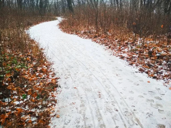 Snowy way through the park, late autumn