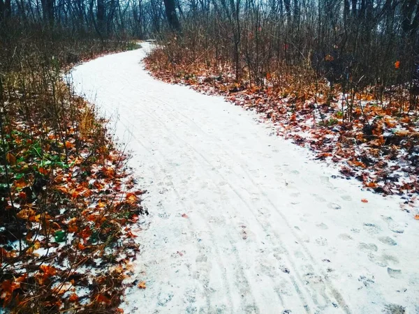 Снежный Путь Через Парк Поздняя Осень — стоковое фото