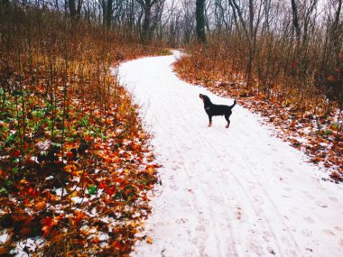 Parlak bir ormanda, bir av teriyeriyle düşünceli bir şekilde bir yerlere bakan karlı bir yol. 