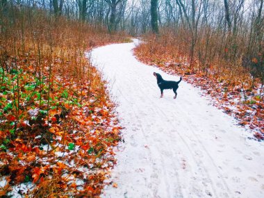 Parlak bir ormanda, bir av teriyeriyle düşünceli bir şekilde bir yerlere bakan karlı bir yol. 