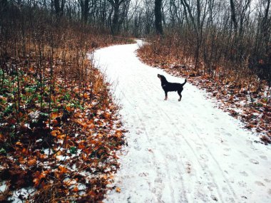 Parlak bir ormanda, bir av teriyeriyle düşünceli bir şekilde bir yerlere bakan karlı bir yol. 