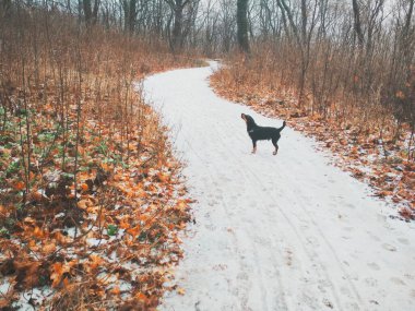 Parlak bir ormanda, bir av teriyeriyle düşünceli bir şekilde bir yerlere bakan karlı bir yol. 