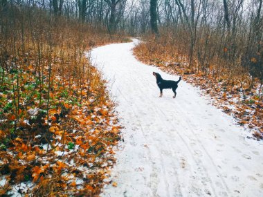 Parlak bir ormanda, bir av teriyeriyle düşünceli bir şekilde bir yerlere bakan karlı bir yol. 