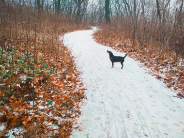 Parlak bir ormanda, bir av teriyeriyle düşünceli bir şekilde bir yerlere bakan karlı bir yol. 