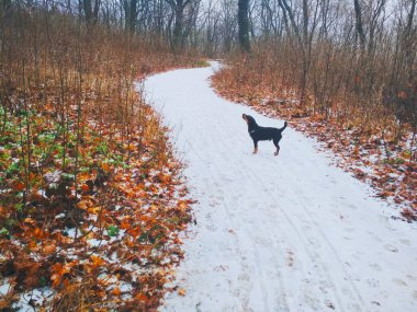 Parlak bir ormanda, bir av teriyeriyle düşünceli bir şekilde bir yerlere bakan karlı bir yol. 